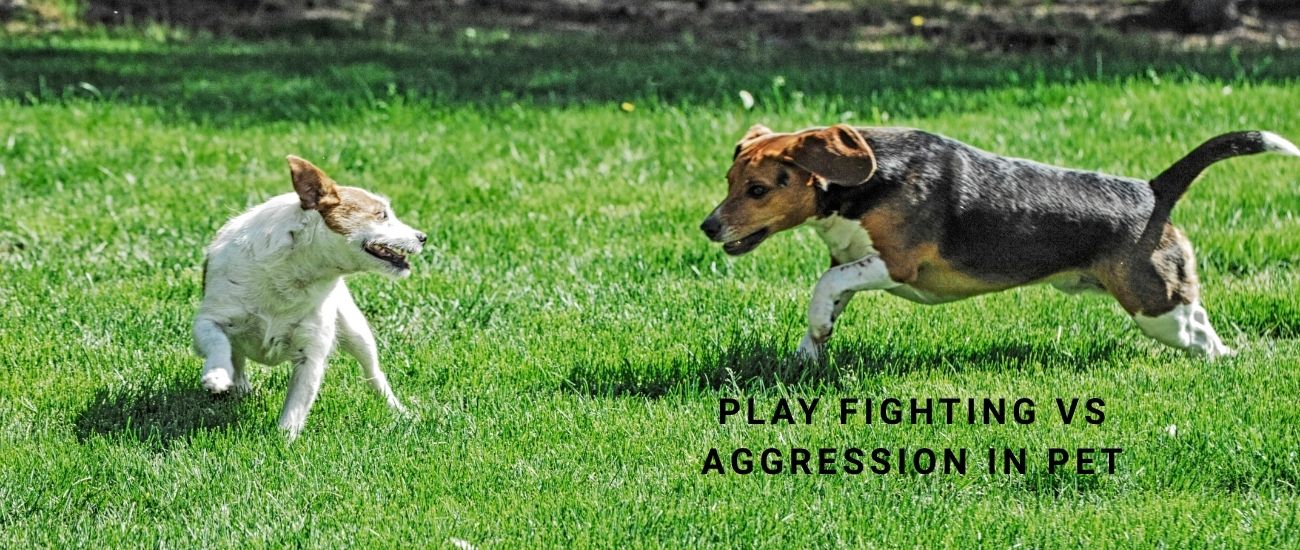 Petfighting Ranks Play Fighting vs Aggression in Pets | Behaviour & Training Guide