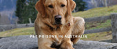 Pet Poisons in Australia