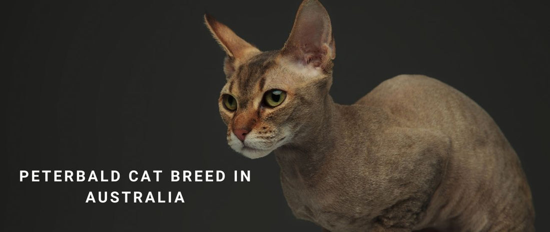 Peterbald Cats in Australia