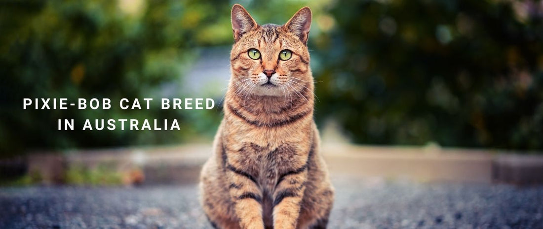Pixie-Bob Cats in Australia