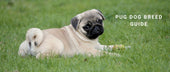Pug Dog Breed