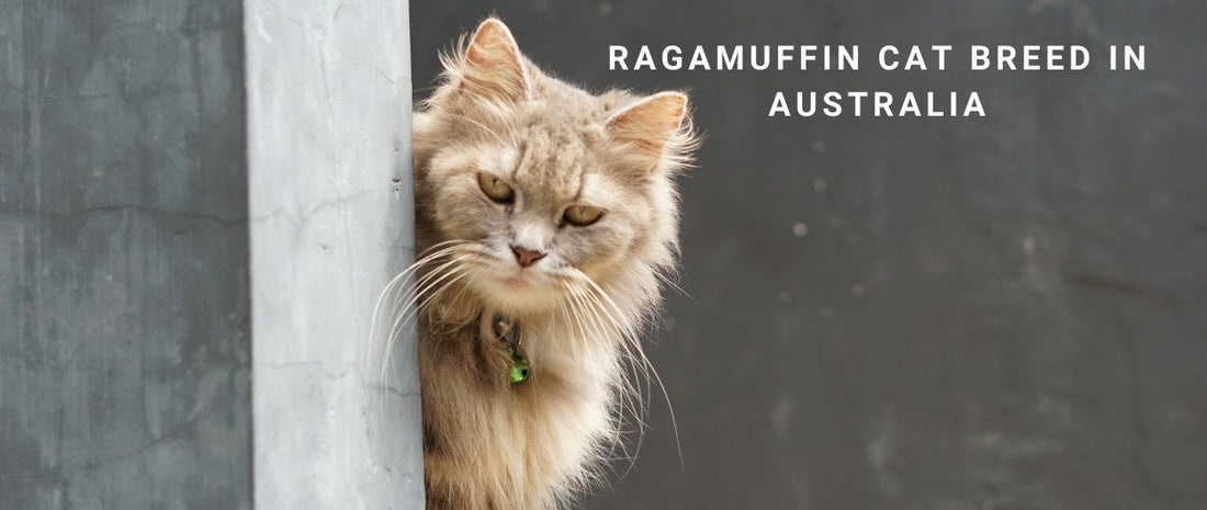 Ragamuffin Cats in Australia