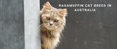 Ragamuffin Cats in Australia