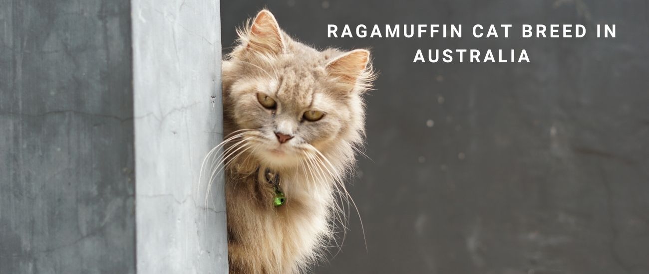 Ragamuffin Cats: Sweet-Natured Giants Perfect for Aussie Families