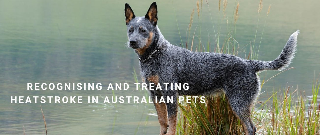 Recognising and Treating Heatstroke in Australian Pets