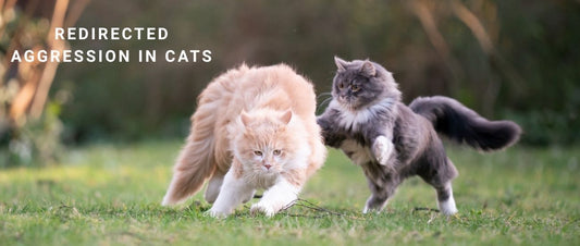 Redirected Aggression in Cats