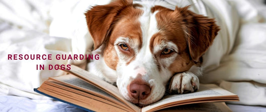 Resource Guarding in Dogs