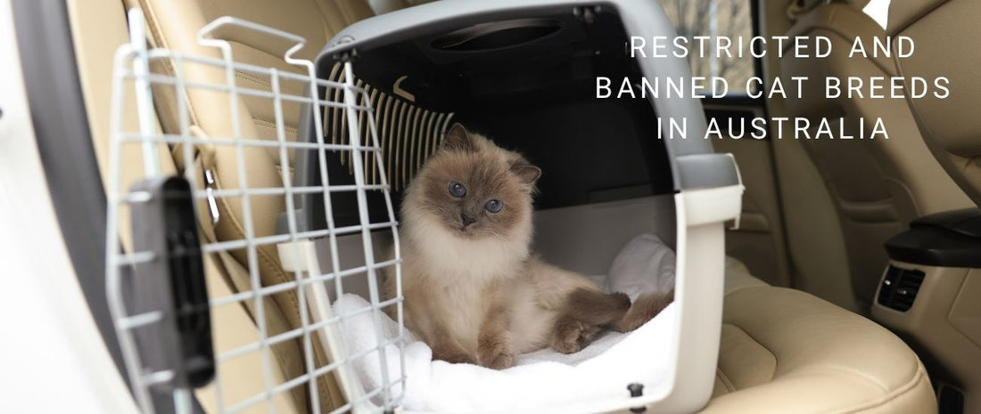 Restricted and Banned Cat Breeds in Australia