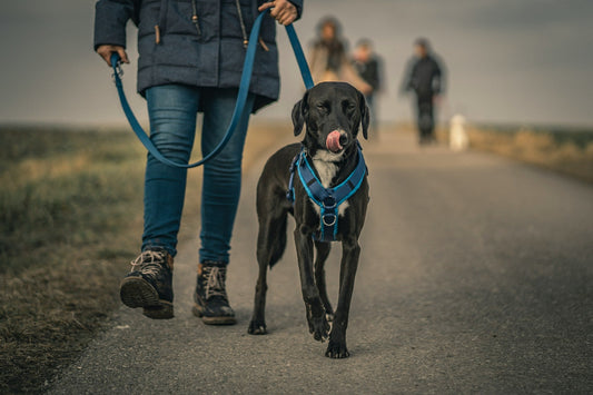 retractable-dog-leash-with-poop-bag-holder