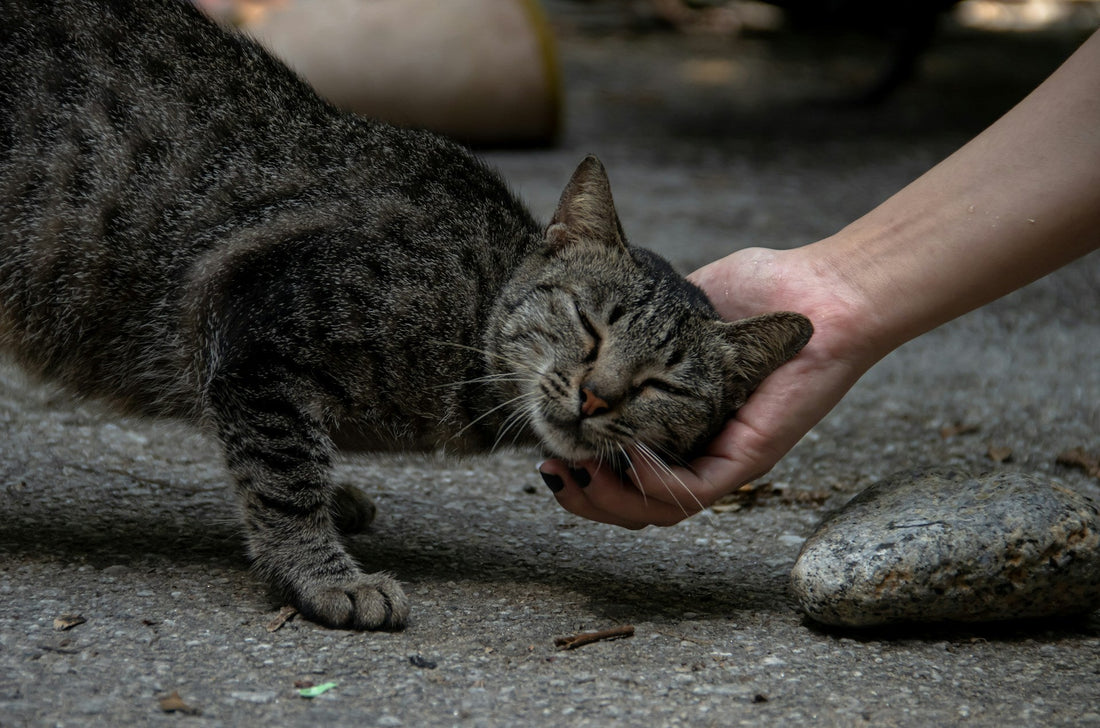 What Does the RSPCA Do With Stray Cats