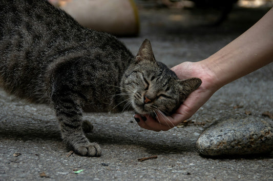 What Does the RSPCA Do With Stray Cats