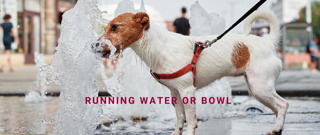 Running Water or Bowl: Does Your Dog Really Need a Water Fountain?