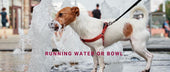 Running Water or Bowl: Does Your Dog Really Need a Water Fountain?