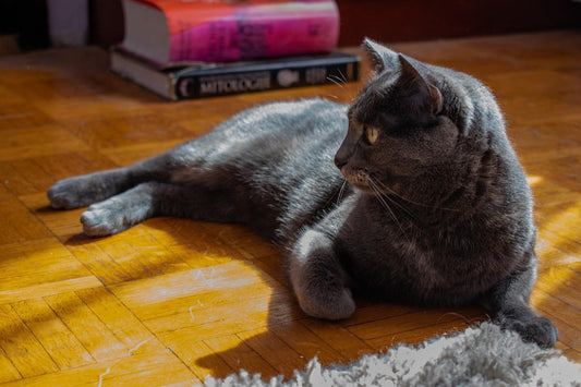 Russian Blue Cat