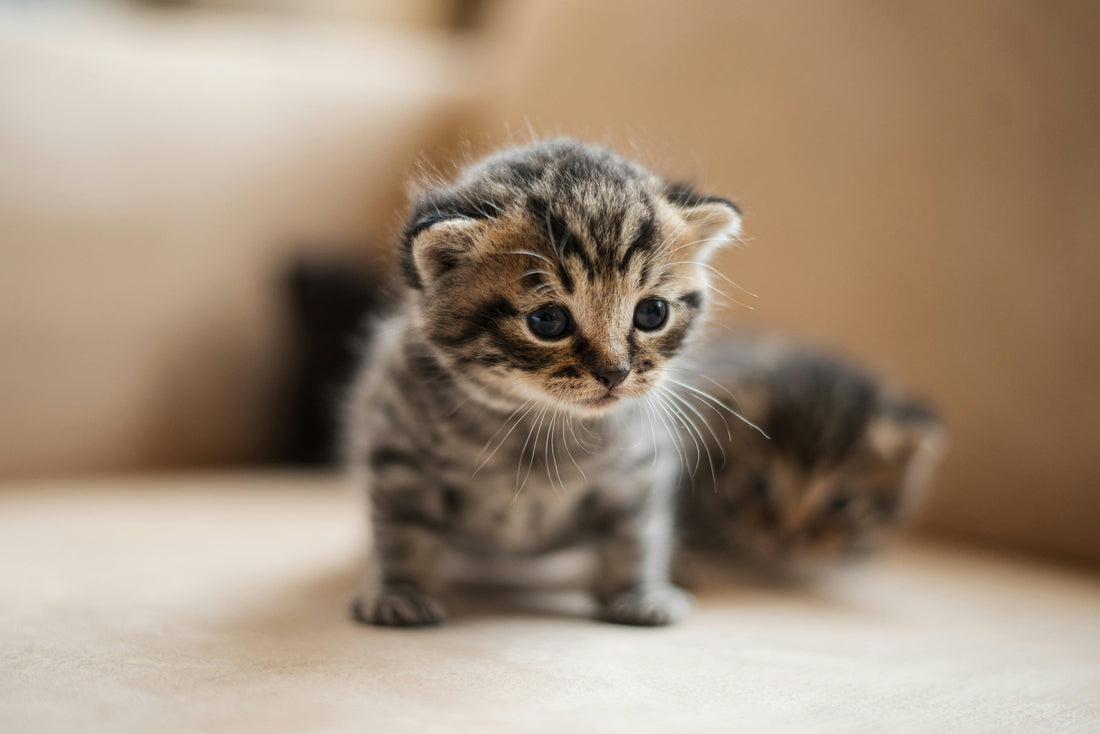 What Age Can Kittens Leave Their Mother? Essential Guide for New Cat Owners