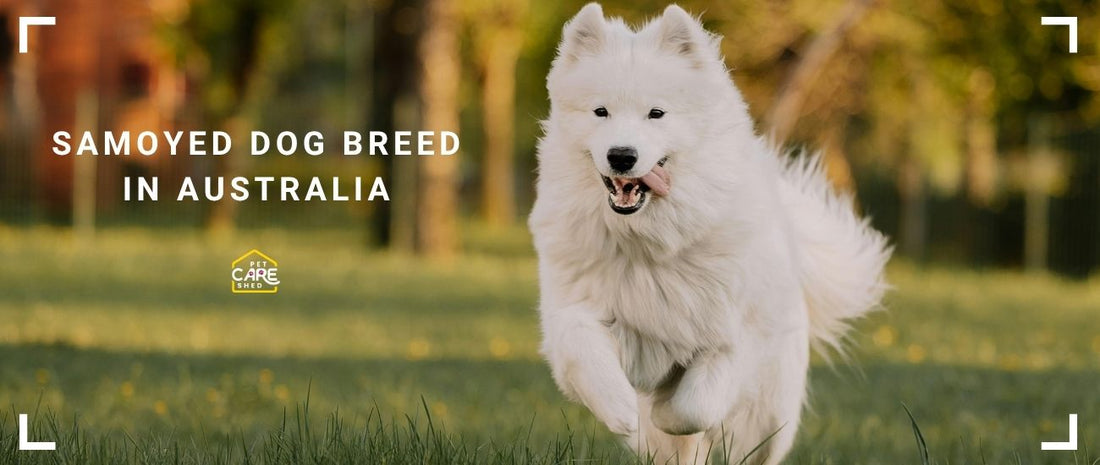 Samoyed Dog Breed in Australia