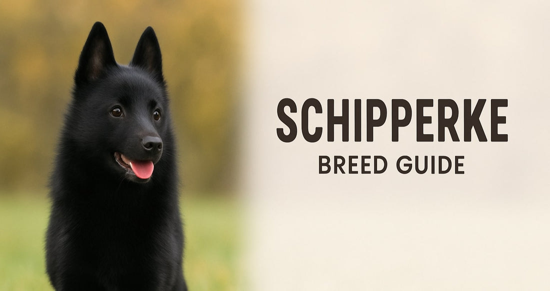 Schipperke dog breed guide