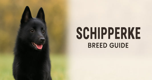 Schipperke dog breed guide
