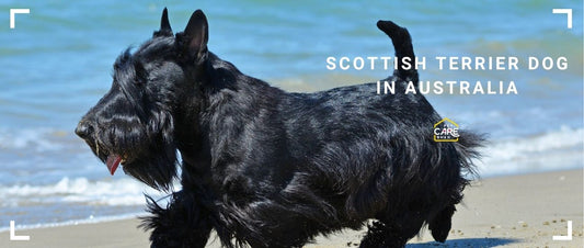 Scottish Terrier Dog Breed