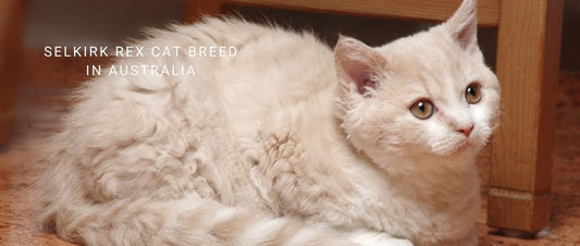 Selkirk Rex Cat in Australia