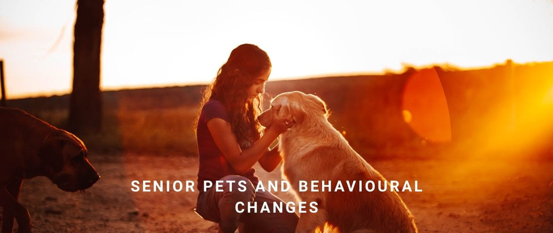Senior Pets and Behavioural Changes: Training Adjustments for Golden Years
