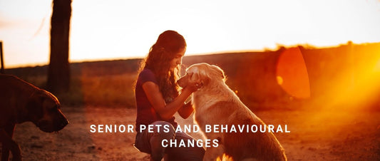 Senior Pets and Behavioural Changes: Training Adjustments for Golden Years