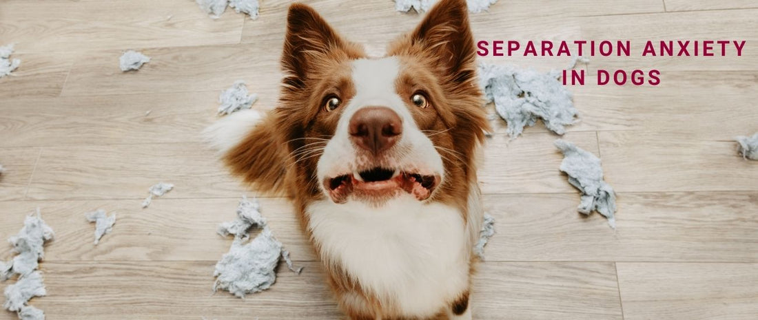 Separation Anxiety in Dogs: Behavioural Insights and Step-by-Step Training Solutions