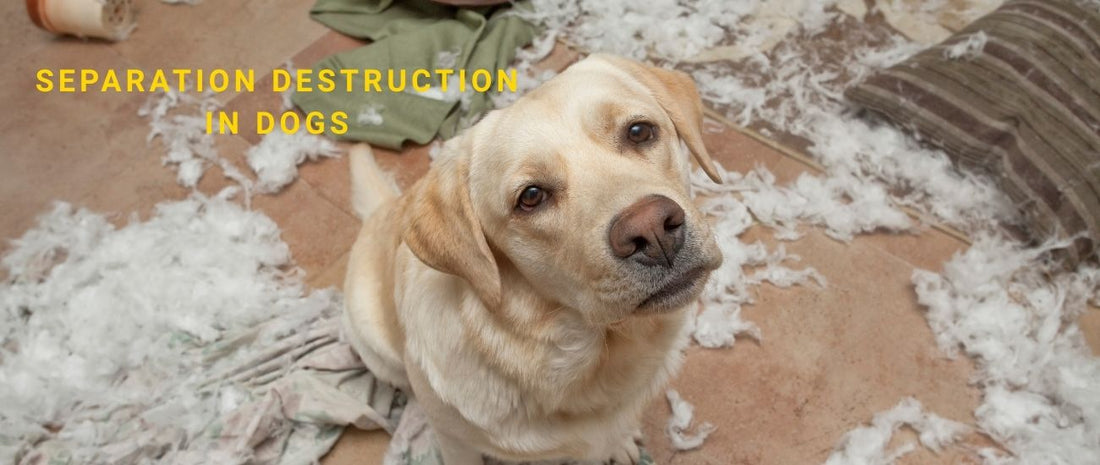 Separation Destruction in Dogs