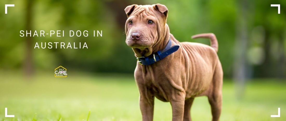 Shar-Pei Dogs in Australia