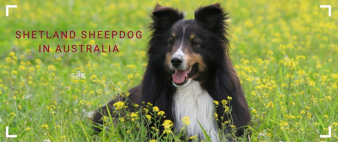 Shetland Sheepdog