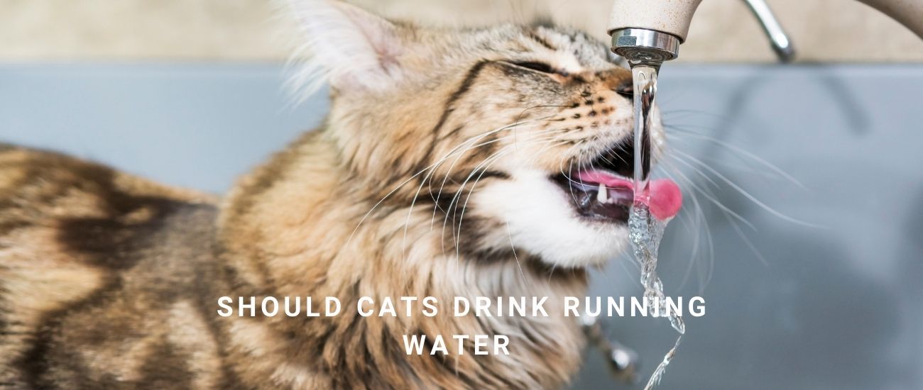 Should Cats Drink Running Water? Why Cat Water Fountains Work