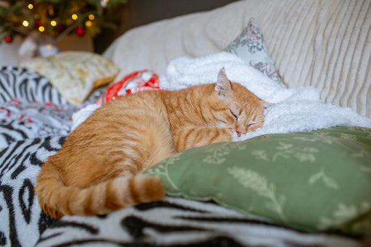 Should Cats Have Pillows