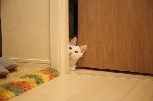 Should I close the door on my cat at night