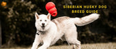 Siberian Husky Dog Breed Guide