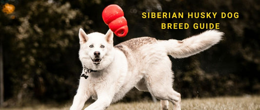 Siberian Husky Dog Breed Guide