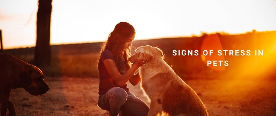 Signs of Stress in Pets