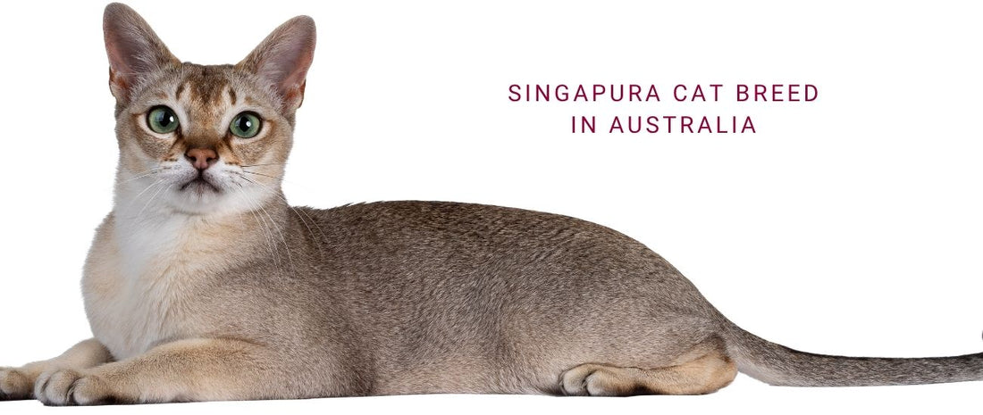 Singapura Cats in Australia: Tiny, Spirited Companions for Lively Homes