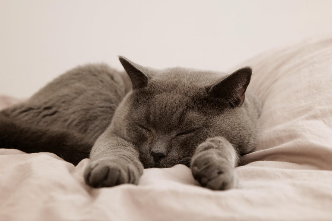 Sleeping cat