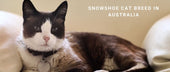Snowshoe Cats in Australia: Blue Eyes, White Boots, and Endless Curiosity
