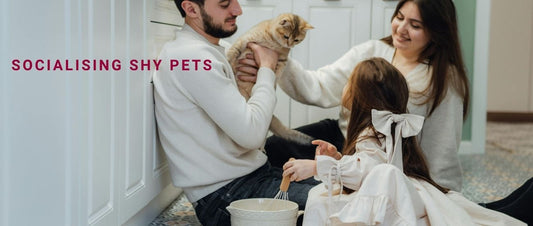 Socialising Shy Pets: Behavioural Challenges and Training Confidence-Builders