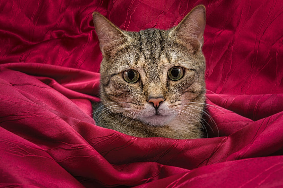 Soft cat bed