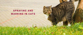 Spraying and Marking in Cats