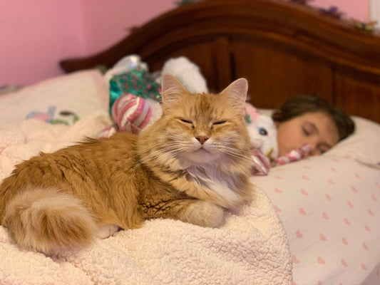 Is It Okay to Let a Cat Sleep on Bed