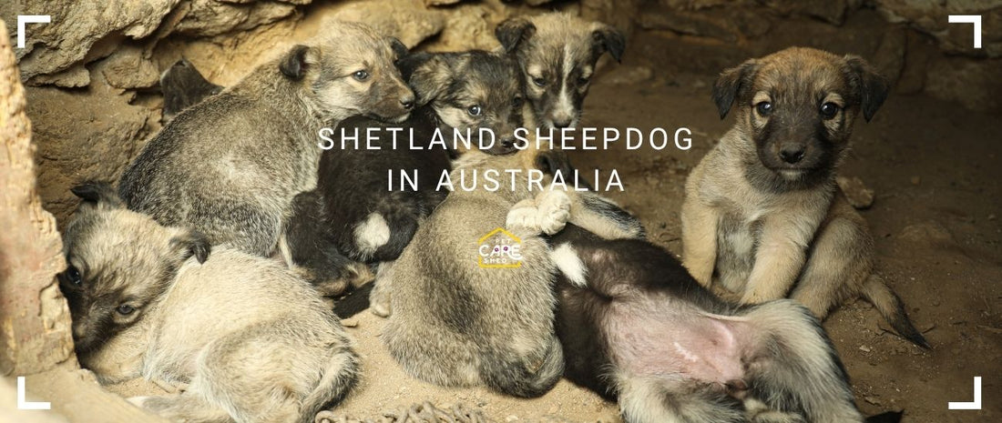 Stray Pet Lays in Australia