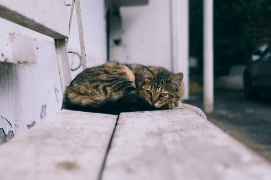 Is It Illegal to Let Cats Roam in Australia?