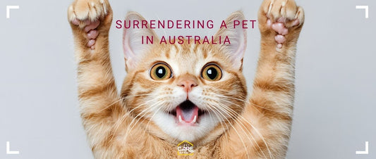 Pet surrender in Australia