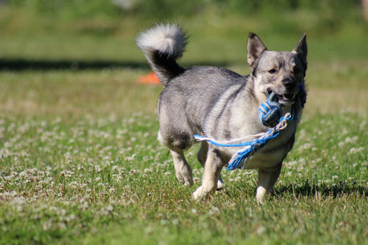 Swedish Vallhunds Breed