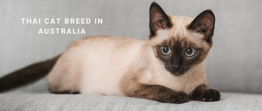 Thai Cats in Australia