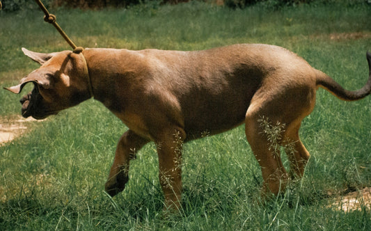 Thai Ridgeback Dogs in Australia