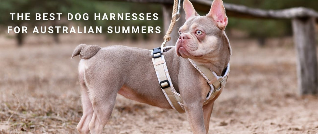 The Best Dog Harnesses for Australian Summers: Breathable and Lightweight Picks